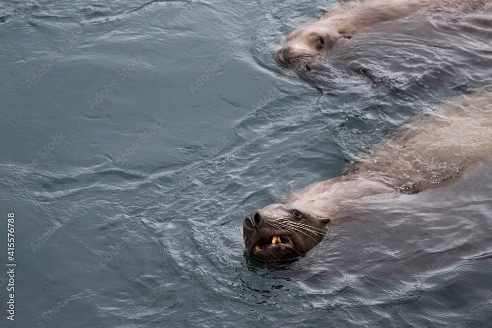 Obraz premium portrait of a sea lion floats on the water, looks towards the viewer, his mouth, mustache, teeth and eyes are visible. another sea lion is swimming nearby. the action takes place in the afternoon