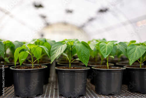 Pepper Seedlings are grown in greenhouse in pots during the season.