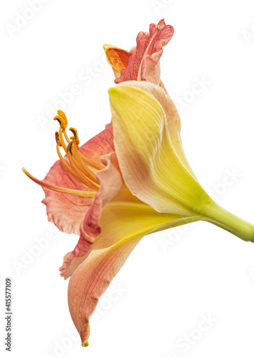 Yellow-burgundy flower of daylily, lat.Hemerocallis, isolated on white background