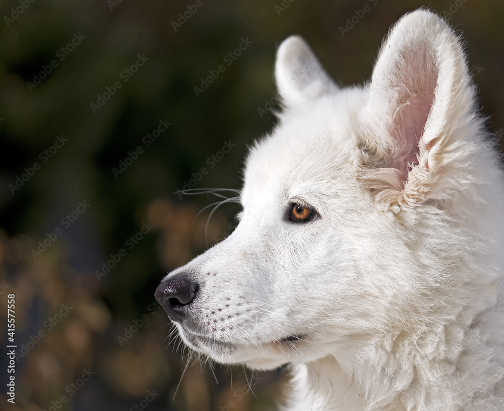 Obraz premium portrait of a white swiss shepherd dog