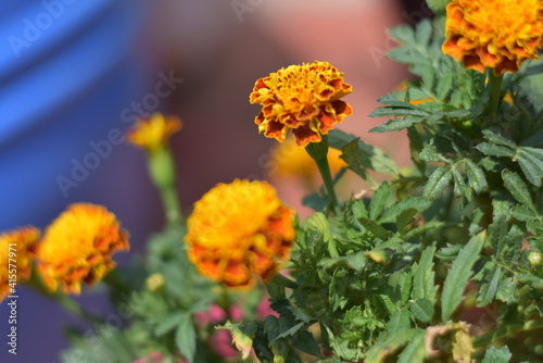 English Marigold 