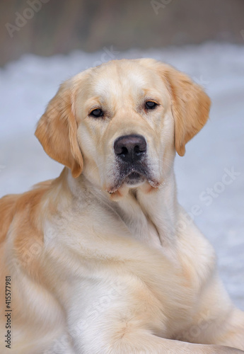 Golden retriever dog portrait in winter forest