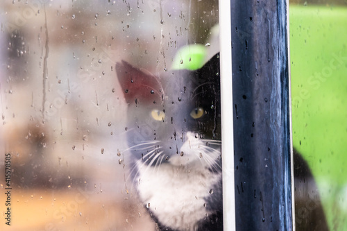 公衆電話ボックスに雨宿りする猫