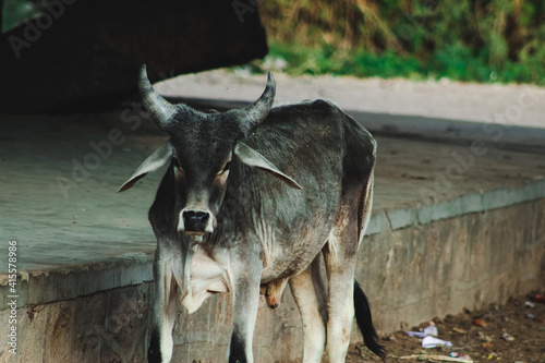 Cow in the village