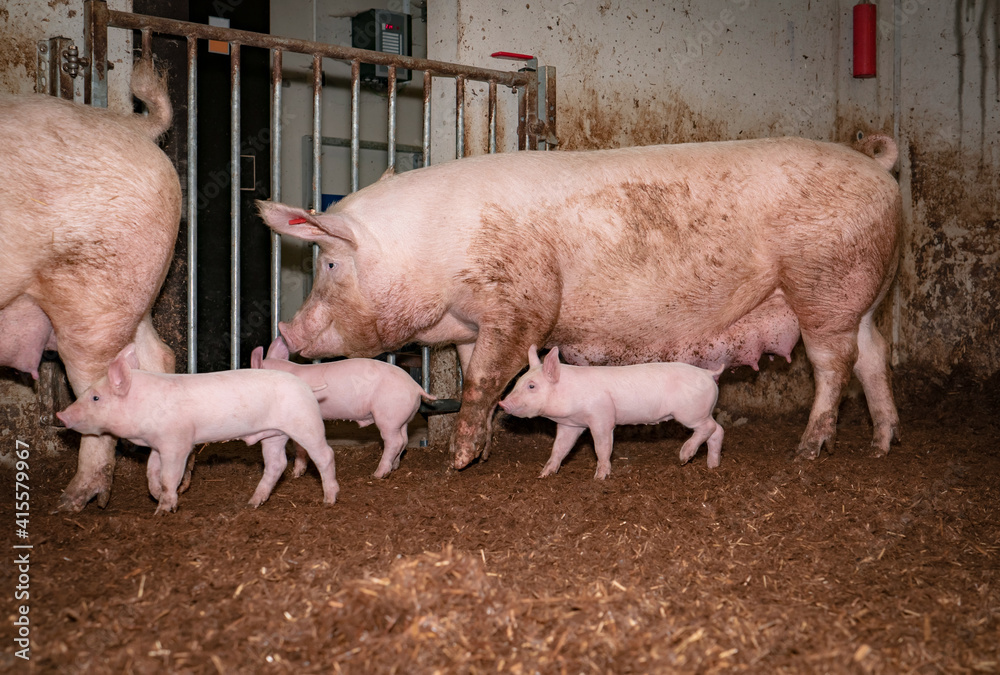 Glückliche Schweine - Saugferkel laufen im Stroh. Glückliche Schweine - Saugferkel laufen im Stroh.