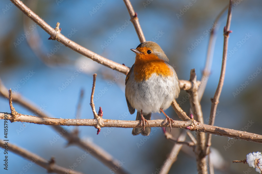 Beautiful Robin. The Robins just seem to love being photographed.
Scotland, UK