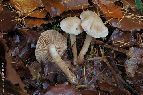 The Sweet Posionpie (Hebeloma saccariolens) is an inedible mushroom photo