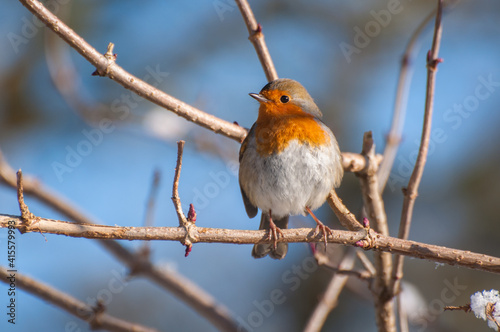 Beautiful Robin. The Robins just seem to love being photographed.
Scotland, UK
