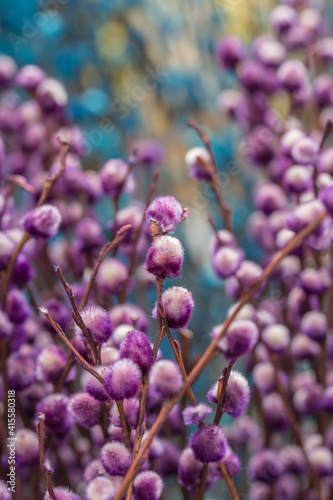 Colorful and silver willow leaves and branches，Salix argyracea E. Wolf
 photo