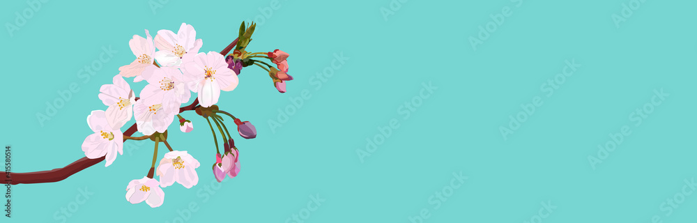 Fototapeta premium Realistic cherry blossoms and buds, vector illustration, graphic, landscape, web header, banner, spring, flower, copy space, blue background, 