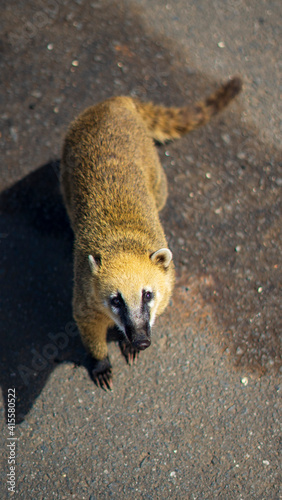 Quati no asfalto, animal selvagem.