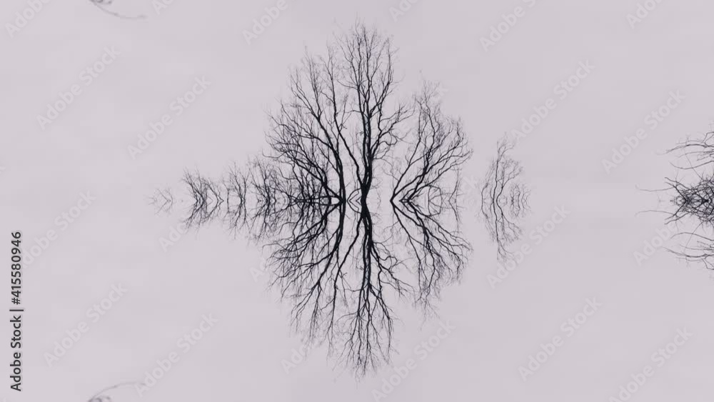 Bird flying over the tree. Abstract art, nature background. Rorschach test, empty scene with negative space. Branches in the sky, reflected in the water. Serene, scary scenery. Foggy forest scene.