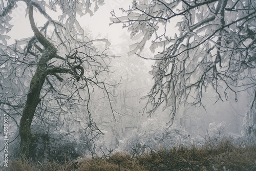 Winter frozen forest and landscape