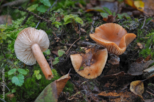 The Birch Milkcap (Lactarius tabidus) is an inedible mushroom