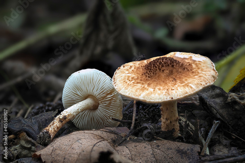 The Lepiota echinella is an poisonous mushroom