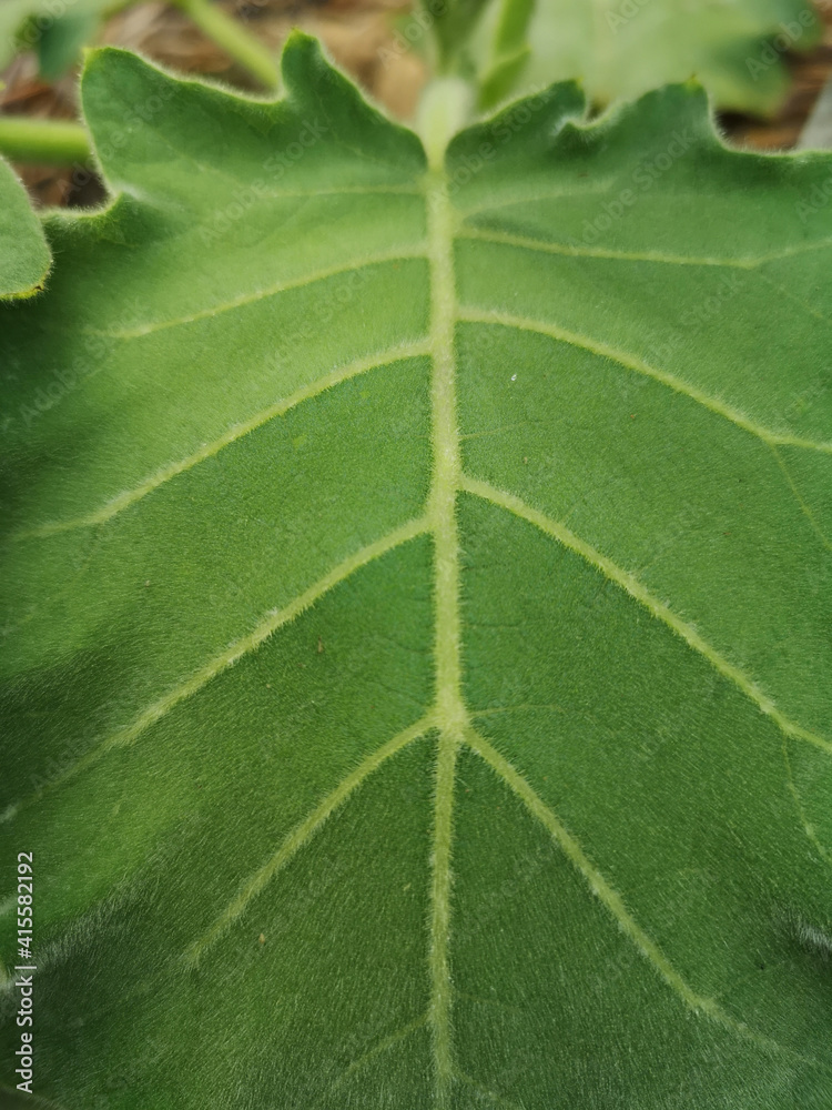 Foliage Foreground green leaves texture background Foliage Foreground green leaves texture background