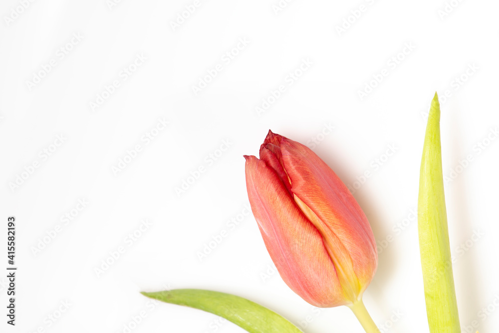 Tulip flower on white background Tulip flower on white background
