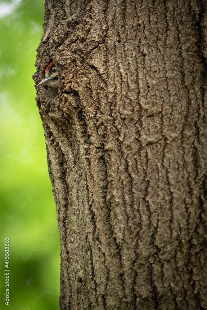 Great spotted woodpecker's young chick looking out from the nest in a tree trunk in spring forest Great spotted woodpecker's young chick looking out from the nest in a tree trunk in spring forest
