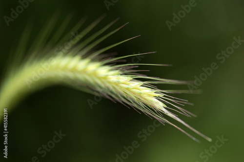 Foxtail is a wild barley plant.