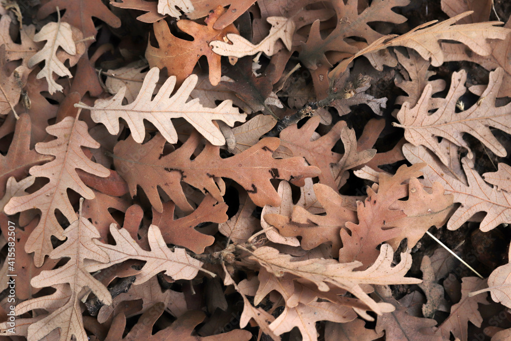 Autumn leaves on the forest floor. Natural background of the fallen oak leaves.