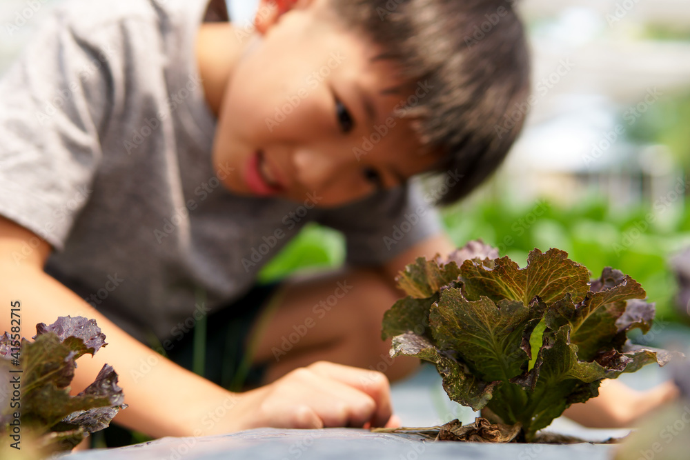 Little hand take care vegetable on soil Little hand take care vegetable on soil