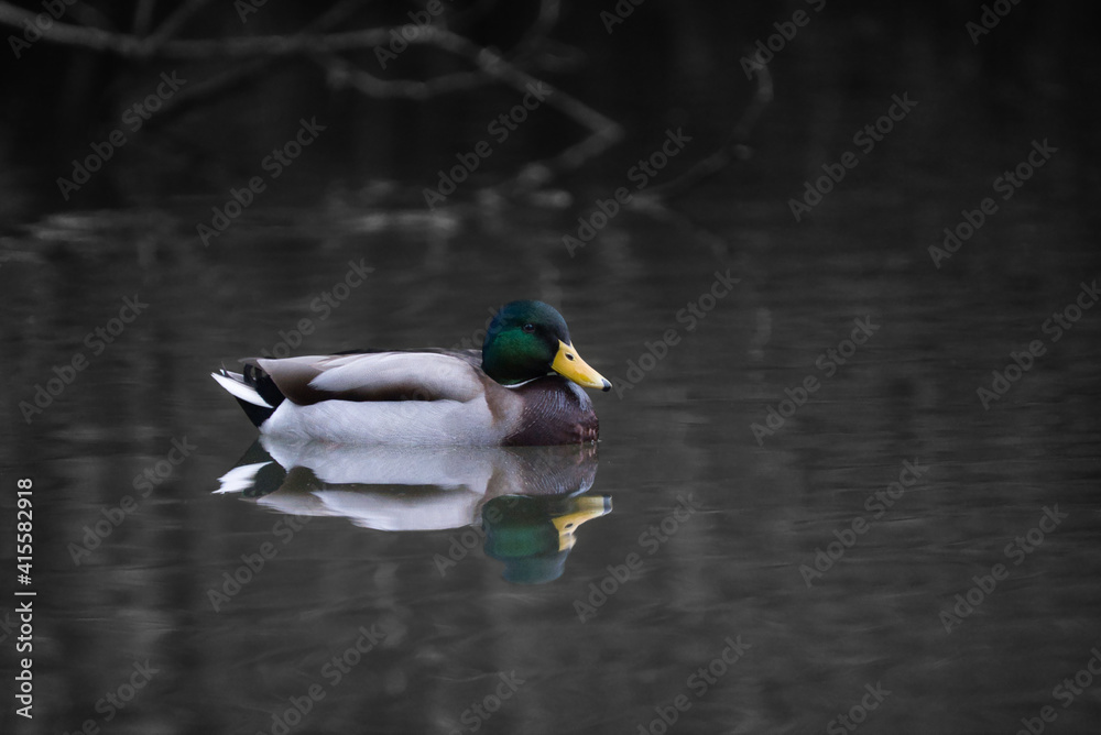 Obraz premium Duck swimming on pond with reflection on the water
