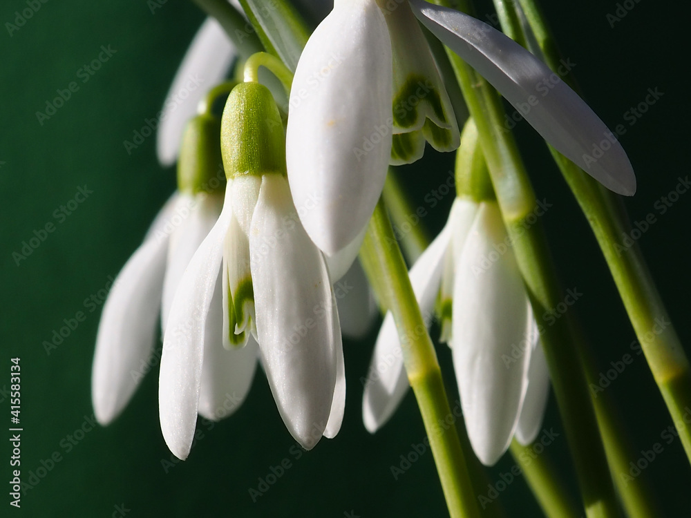 Fototapeta premium spring snowdrop flowers with dark background 