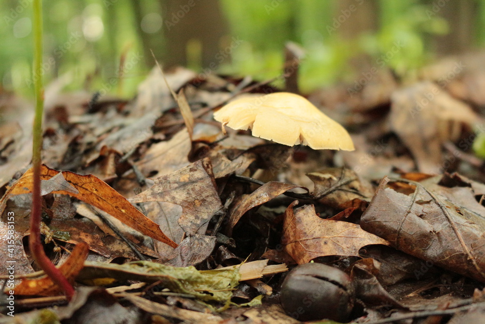 A small mushroom grew among dry leaves in a summer forest A small mushroom grew among dry leaves in a summer forest