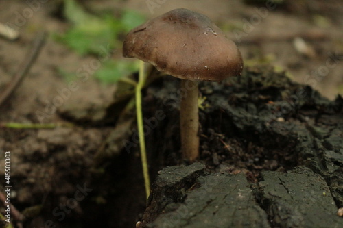A small mushroom grew among dry leaves in a summer forest