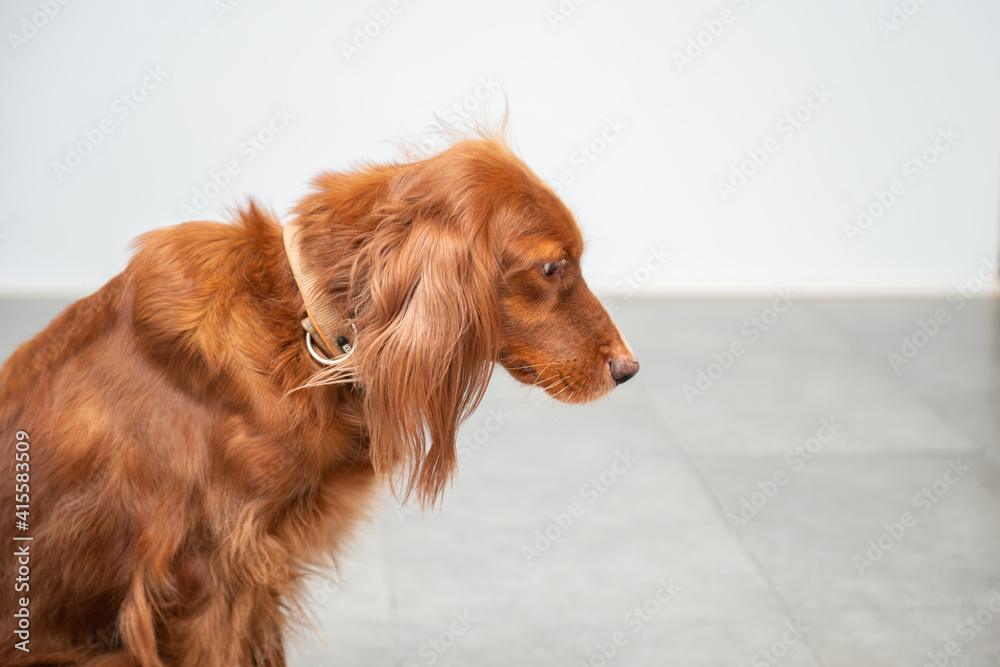 Portrait of beautiful young brown dog.Best friend concept