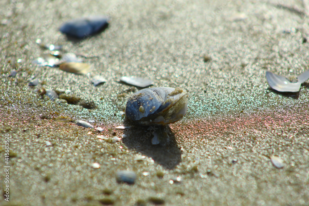 Małe muszelki na piaszczystej plaży nad Bałtykiem