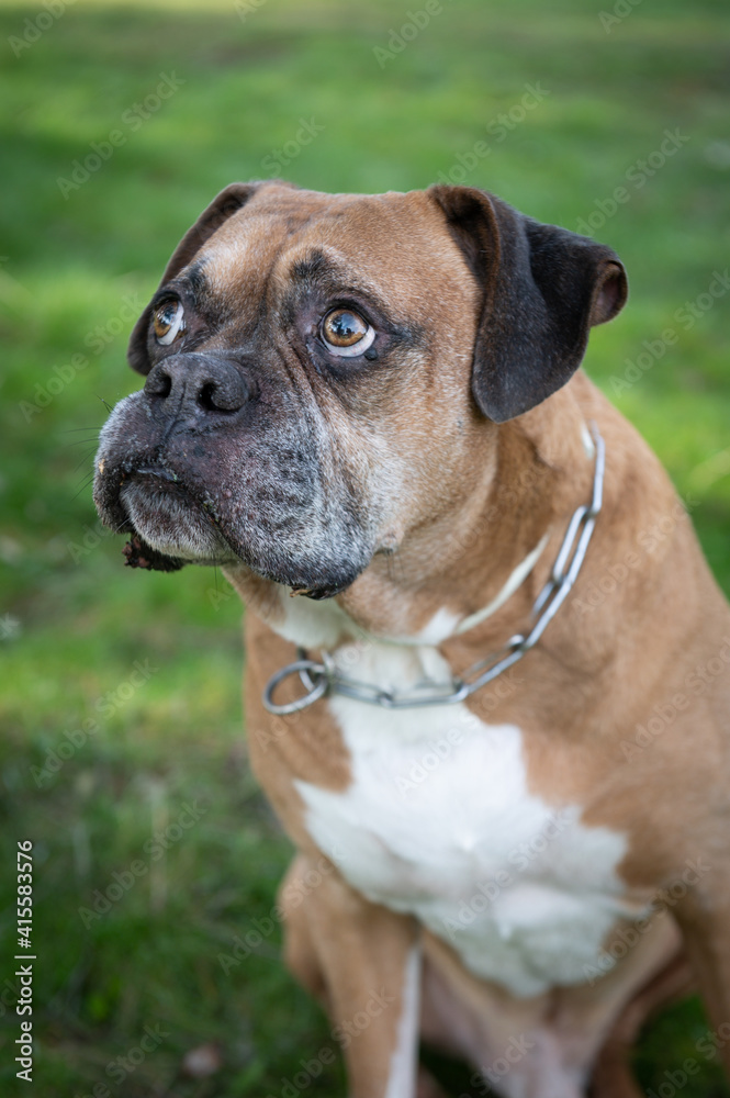 Portrait of Adorable old boxer dog looking at his owner during a walk in the forest.Best friend concept