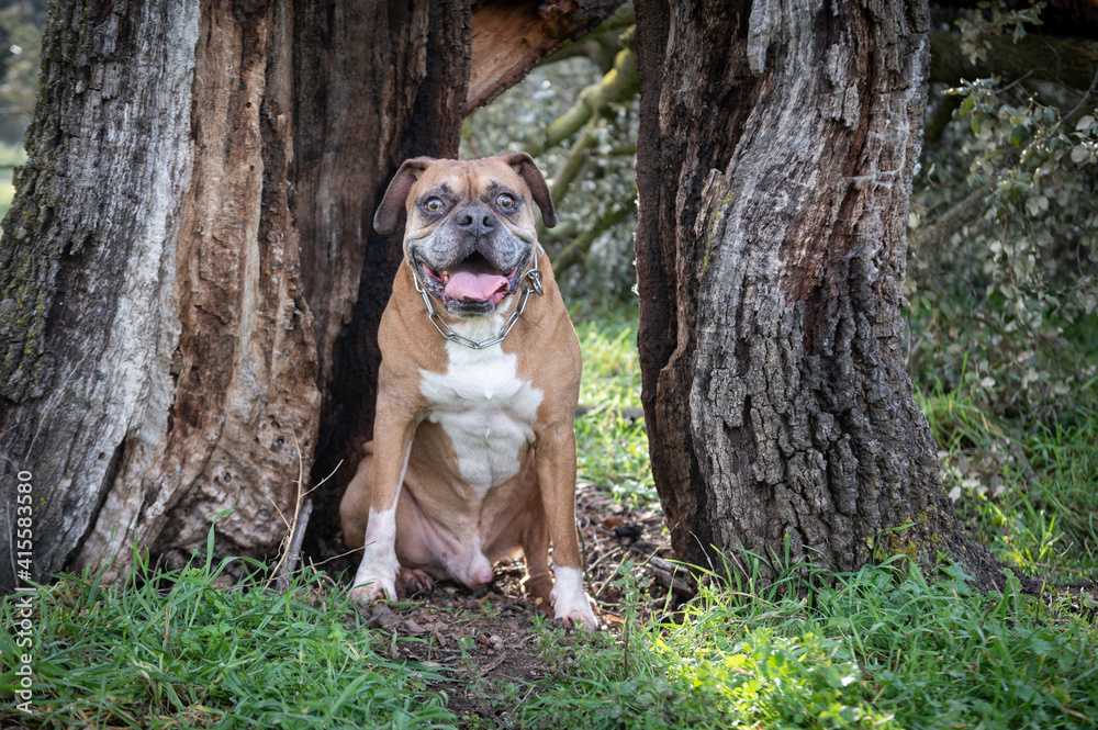 Portrait of an old boxer dog smiling in the forest.Best friend concept Portrait of an old boxer dog smiling in the forest.Best friend concept