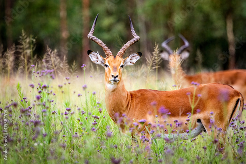Inquisitive Impala rams in a meadow of flowers photo