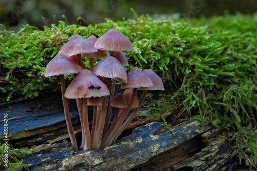 The Burgundydrop Bonnet (Mycena haematopus) is an inedible mushroom photo