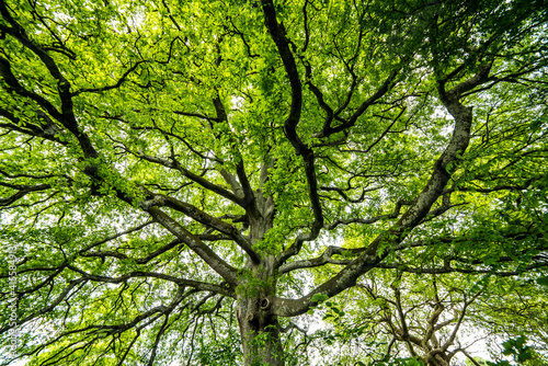 Large ancient british oaktree 