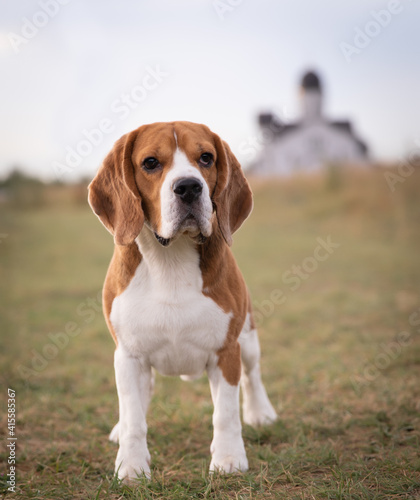 beagle, beagle stand, standing beagle, hunting dog, beagle in the grass, standing beagle, shemsu sotis perun, shemsu sotis