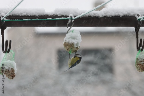 Nice titmouse feeding in winter garden photo