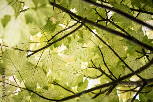 Translucent Acer tree leaves in summer