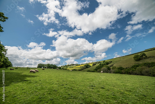 Fototapeta Naklejka Na Ścianę i Meble -  Sheep grazing on a meadow in Devon, the British countryside, and summer skies