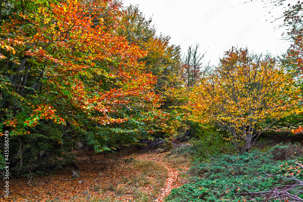 Naklejka premium pathway in the autumn beech grove with green and yellow leaves on the trees