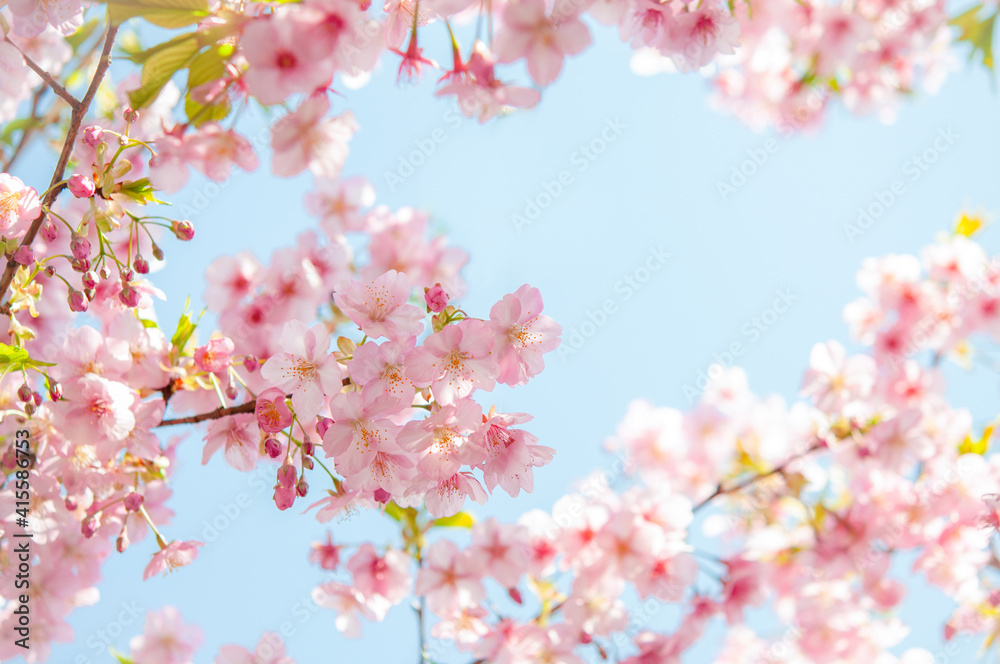 桜の花 河津桜 ピンク 背景に青空 クロースアップ  日本の春