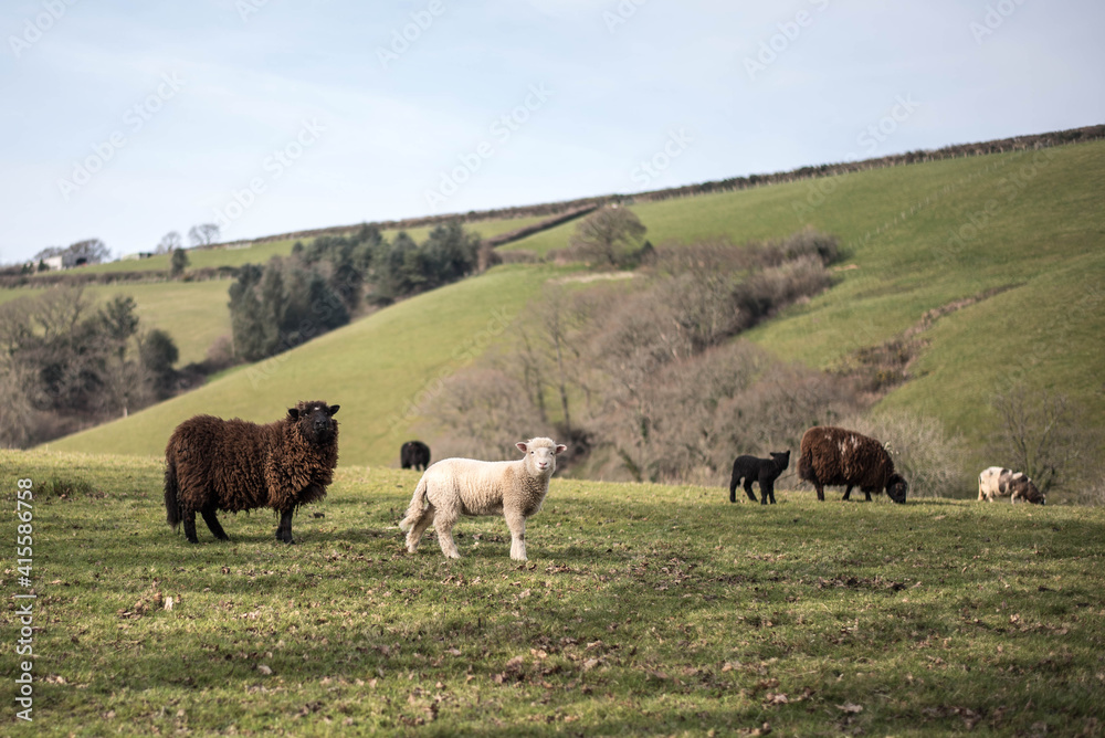 Sheep and lamb in the winter countryside of Devon