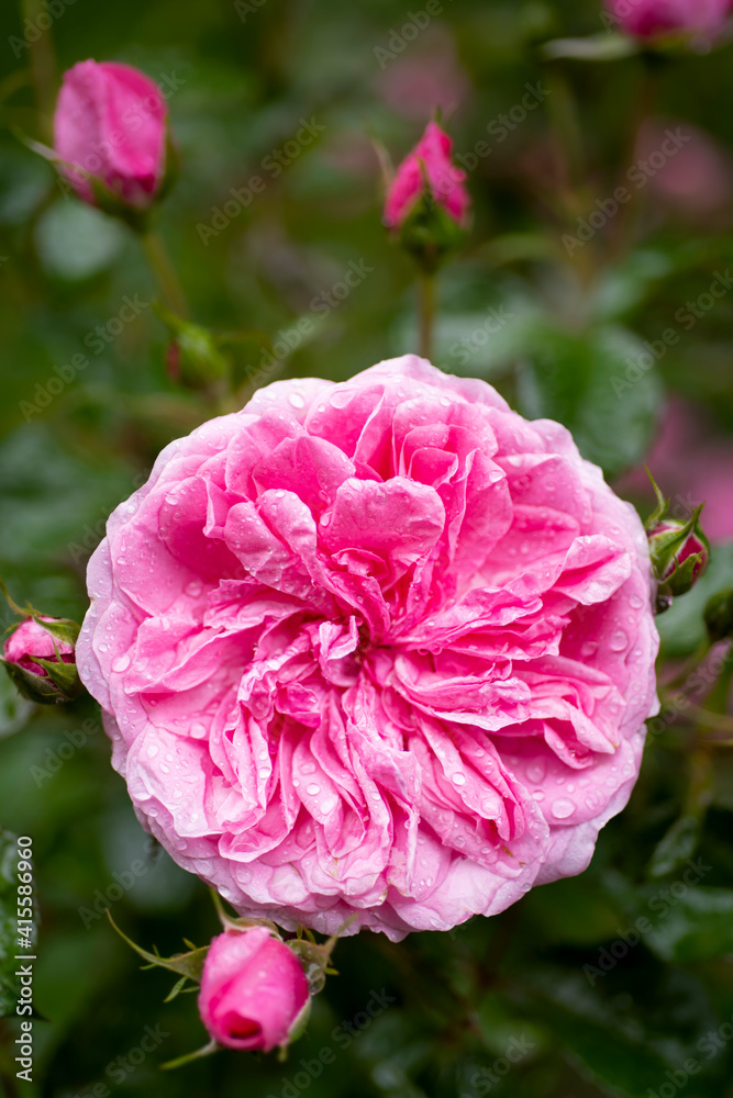Obraz premium Flor mojada