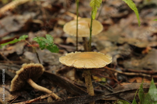 A small mushroom grew among dry leaves in a summer forest