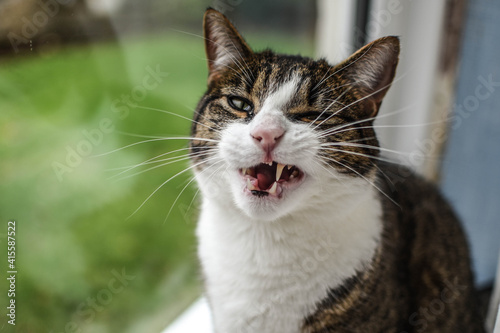 Tabby cat yawning © James