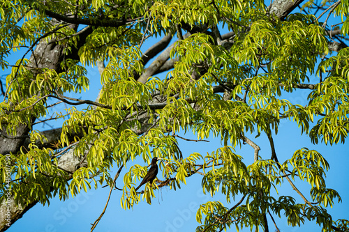 Oropendola or Conoto resting on a tree branch. photo