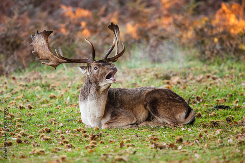 Fallow Deer stag roaring during the rutting season in Europe