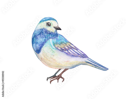 lovely little bird. watercolor painting © Aloksa