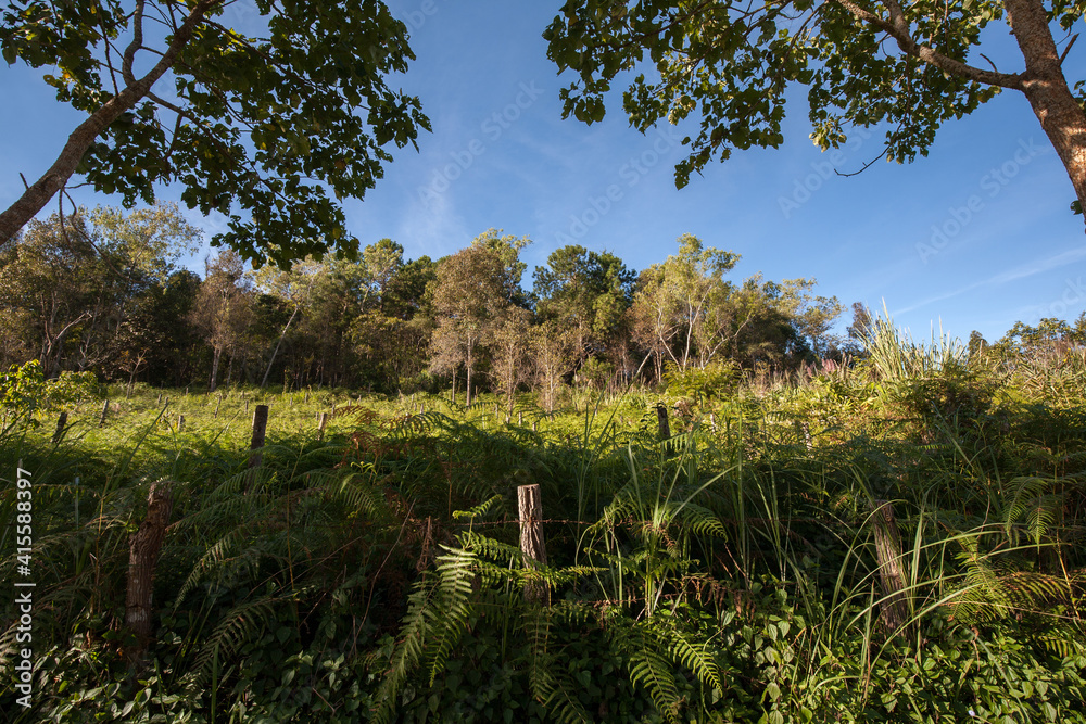 Fototapeta premium landscape with trees and mountains